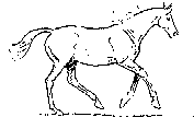 Horse Trainer Running Horse Image