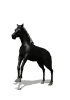 Gif animated image or rearing problem horse that needs a horse trainer